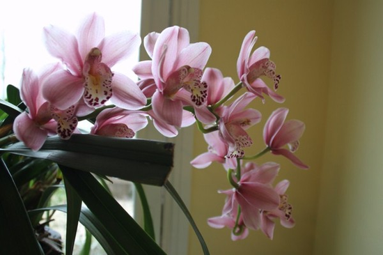 orchidée de la salle à manger
